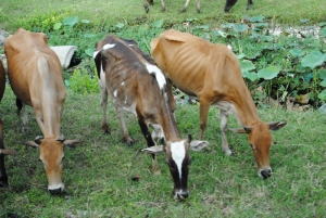 skinny-cows